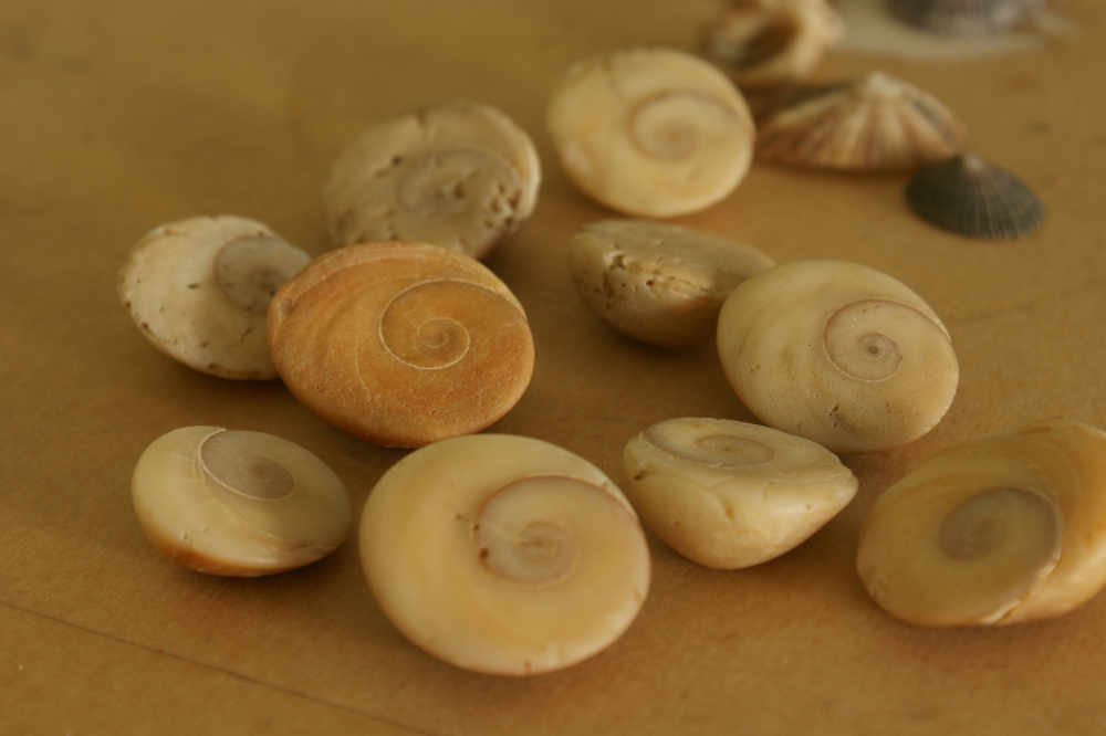 Our mysterious spiral shells
